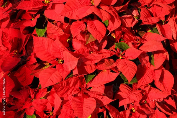 Obraz Weihnachtsstern als Hintergrund, Blumenschmuck für die Weihnachtszeit, der Weihnachtsstern blüht in frostfreien Regionen zu Weihnachten, Wintersonnenwende