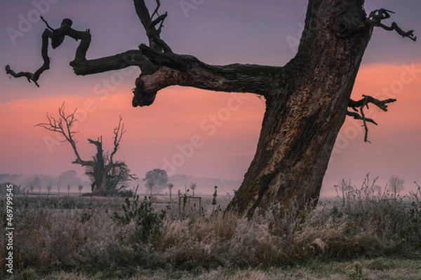 Obraz Lonely oak tree in the field during sunrise