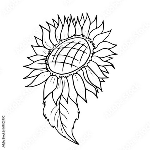Fototapeta Vector children's design for postcard banners.Funny black and white sunflowers