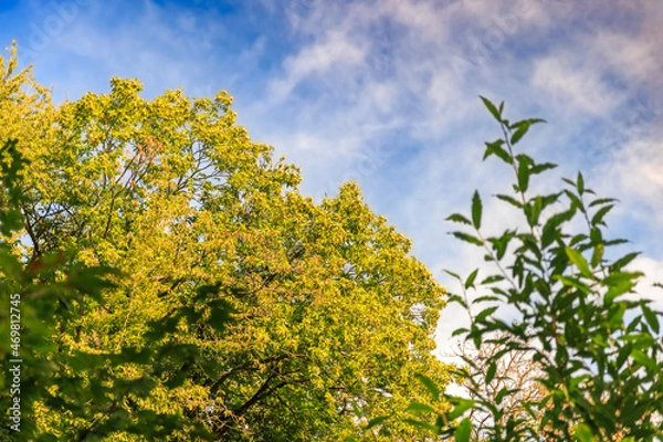 Obraz Kastanienbaum im Herbst