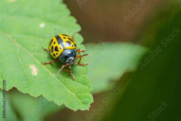 Fototapeta inseto macro