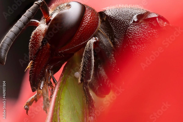 Obraz inseto macro super macro abelha