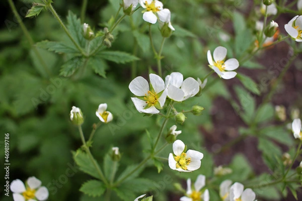 Obraz White Potentilla
