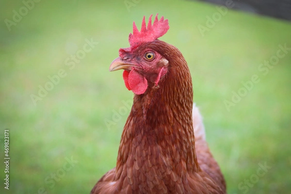 Obraz Rooster Profile