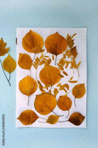 Obraz Flatlay autumn herbarium of dried orange leaves on white paper on a blue background. Top view, botany, collecting