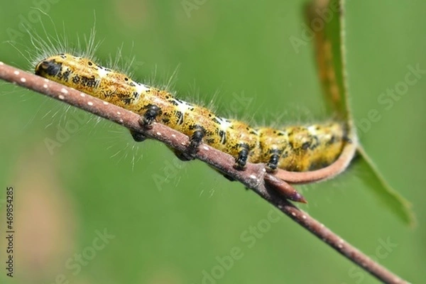 Obraz caterpillar on a leaf