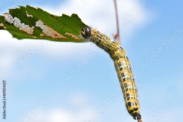 Obraz caterpillar on a leaf