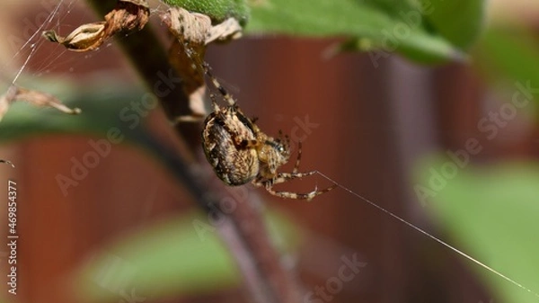 Obraz spider on a leaf