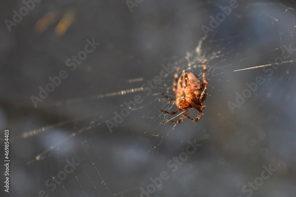 Obraz spider on a web