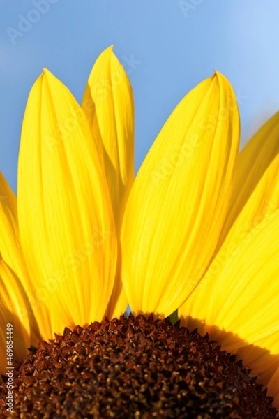 Obraz sunflower on blue background