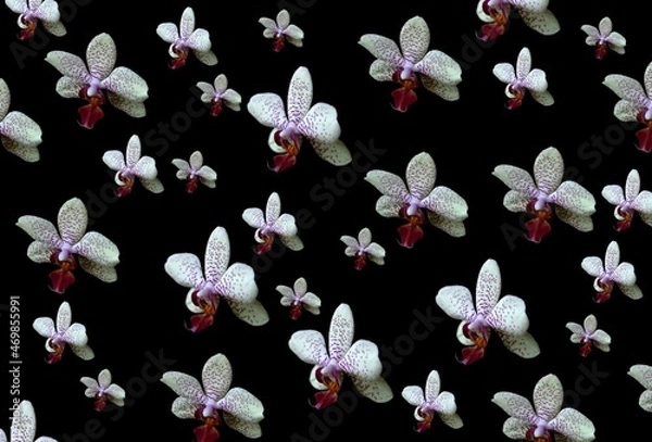 Fototapeta Background, banner and wallpaper for design. White orchid on a black background. 3d. Pattern