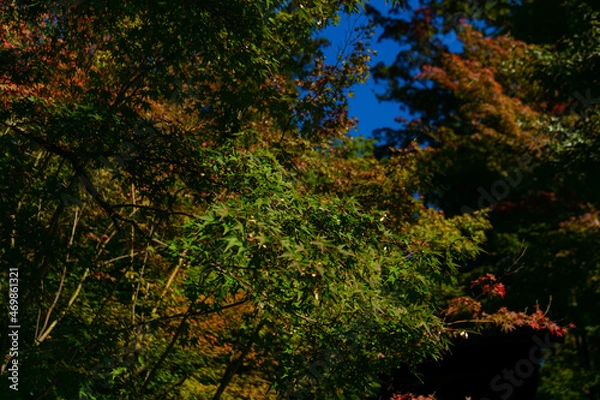 Fototapeta 秋の風景