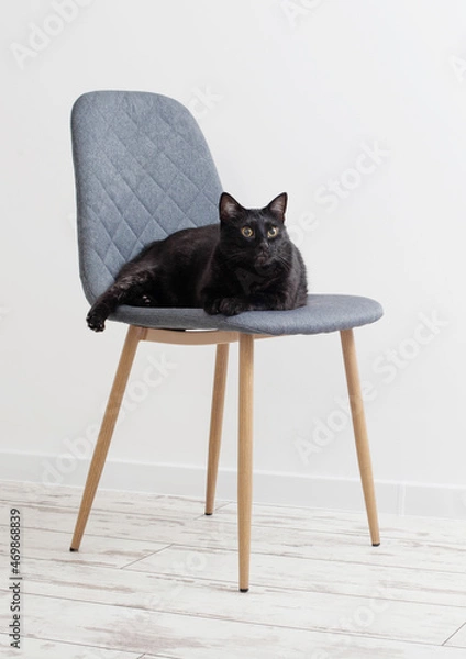 Fototapeta black cat on gray modern chair in white room