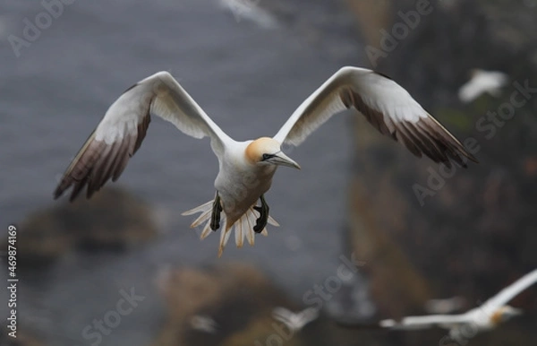 Fototapeta Gannet in flight