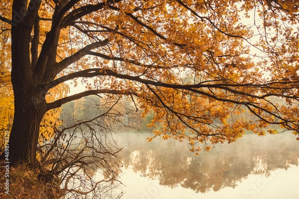 Obraz Old oak tree on the lake