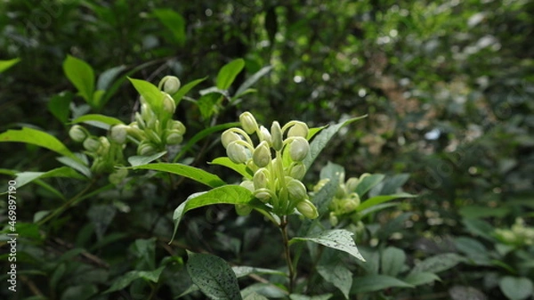 Fototapeta Close up of rare and strange shape flower buds blooming at night