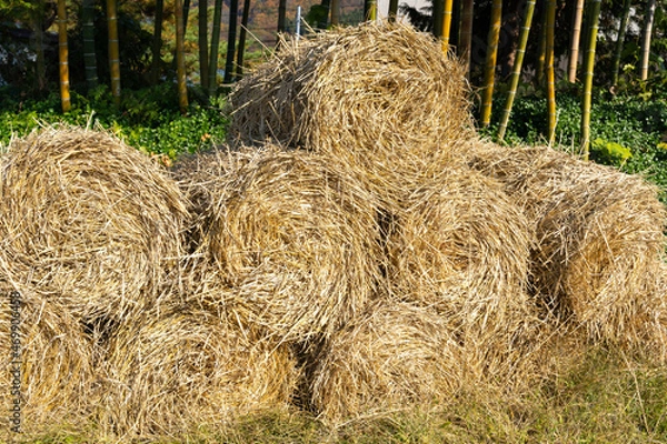 Fototapeta わら