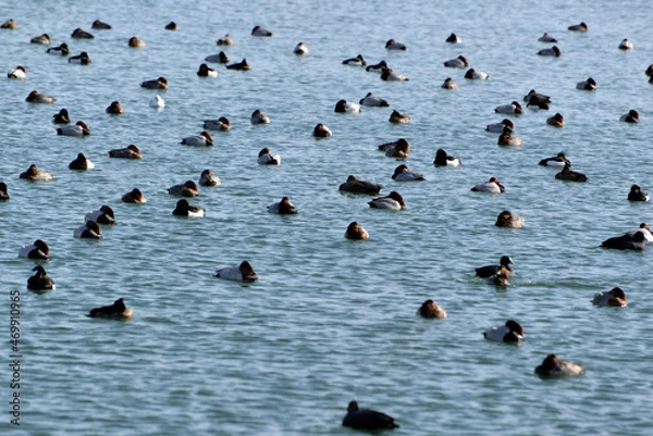 Obraz 冬の琵琶湖　越冬する渡り鳥　滋賀県大津市
