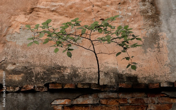 Obraz Plants on the wall