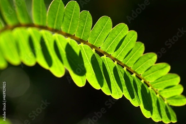 Obraz Close up image of agathi keerai , august tree leaves..