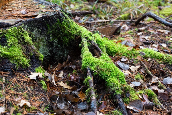Obraz A tree stump overgrown with moss in the forest