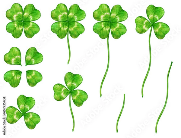 Obraz 水彩風の四つ葉と三つ葉のクローバーのベクターとイラスト