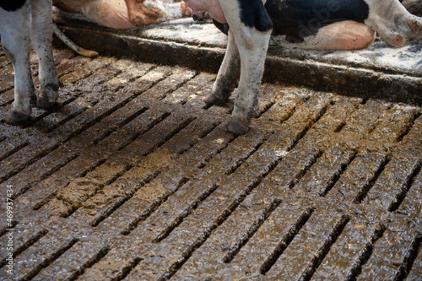 Obraz Cow in cowshed