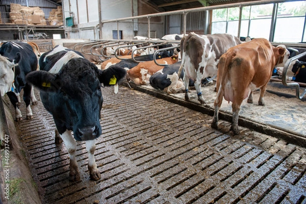 Obraz Cows in cowshed