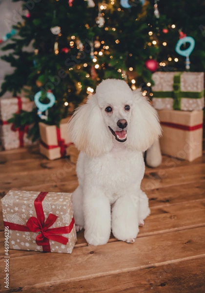 Fototapeta dog with christmas gift. New Year card. A white poodle sits next to a New Year's present and smiles. Against the background of a Christmas tree. Lights defocus. 
