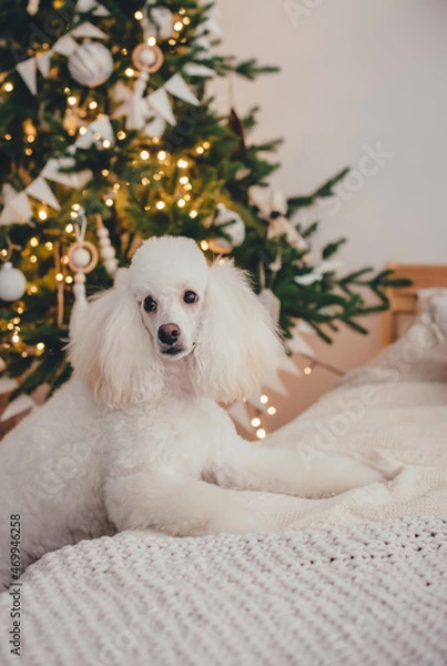 Fototapeta New Year card. White poodle stands with its front paws on the bed, against the background of a Christmas tree and garland lights.