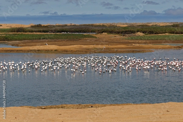 Obraz Flamingos bei Walfishbay