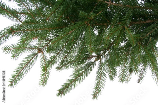 Fototapeta Christmas twig