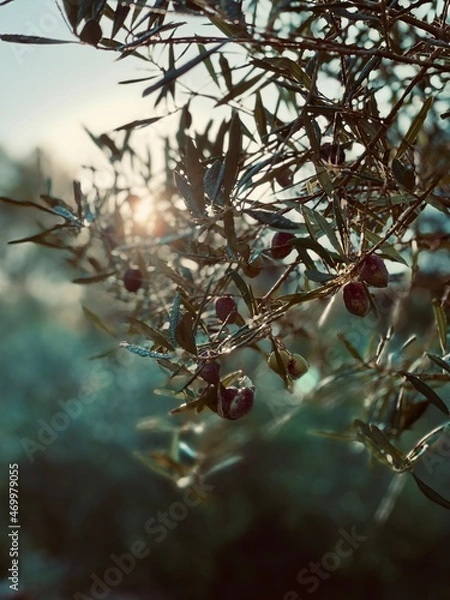 Fototapeta olive tree