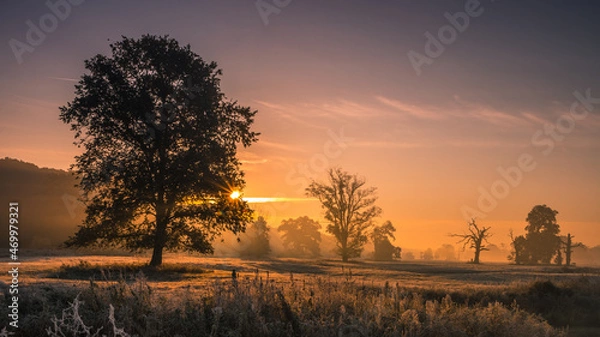 Fototapeta Lonely oak tree in the field during sunrise