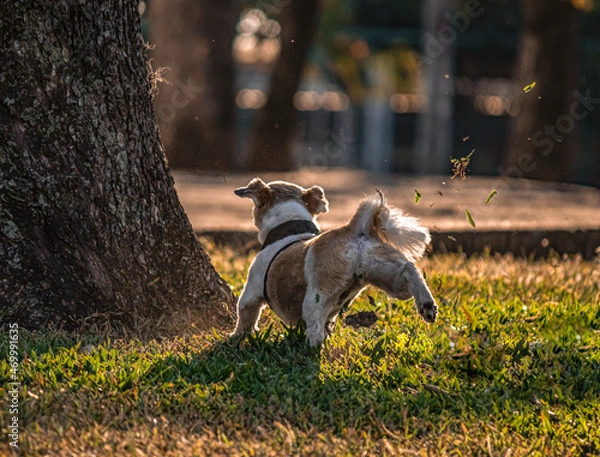 Fototapeta shih tzu digging