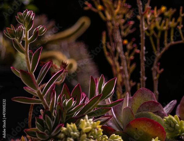Fototapeta potted colored cactuses