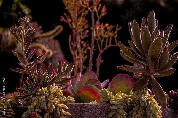 Fototapeta potted colored cactuses