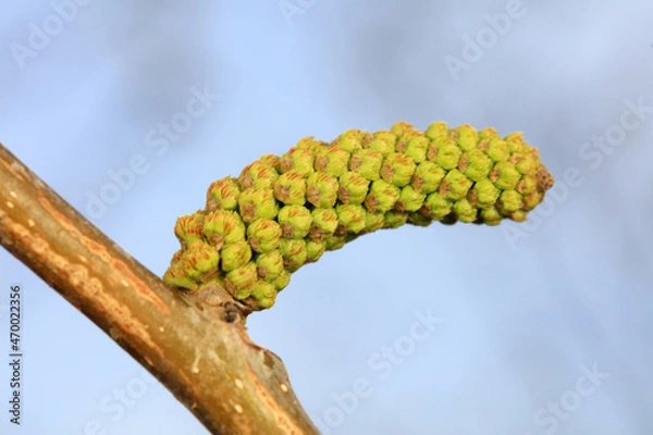 Fototapeta Walnut flowers are in the botanical garden, North China