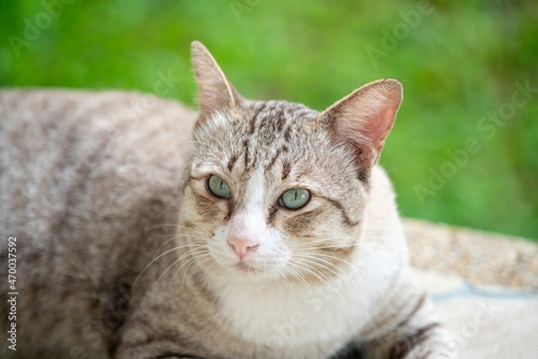 Fototapeta Silver cat laydown on the stone floor with blur background.
