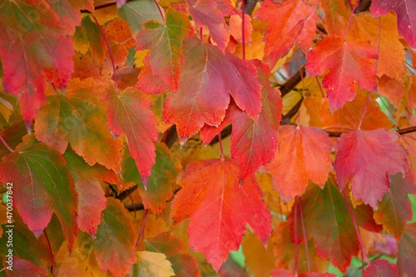 Obraz Autumn maple leaves background