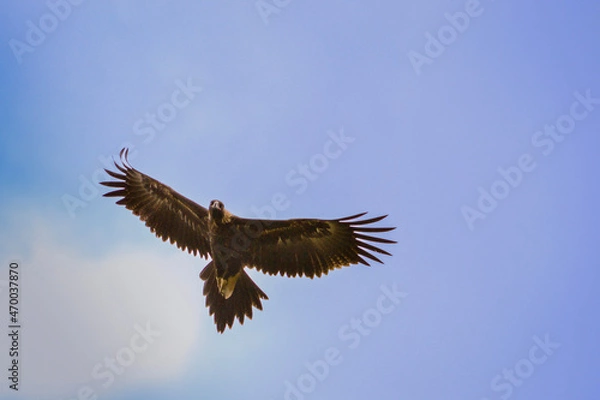 Obraz Australian wedge tailed eagle in flight