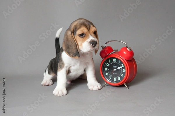 Obraz Poppy and alarm-clock