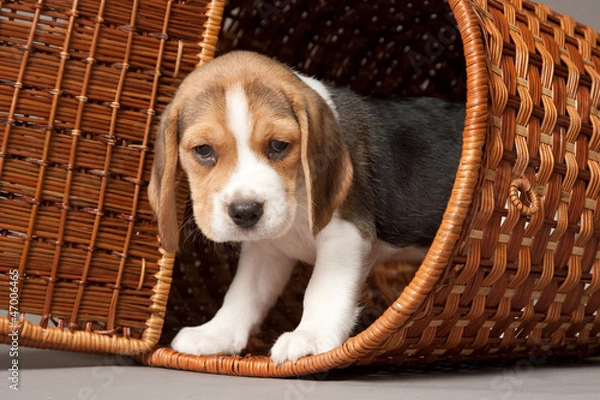 Obraz Beagle in basket