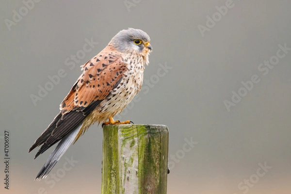 Obraz kestrel on a pole