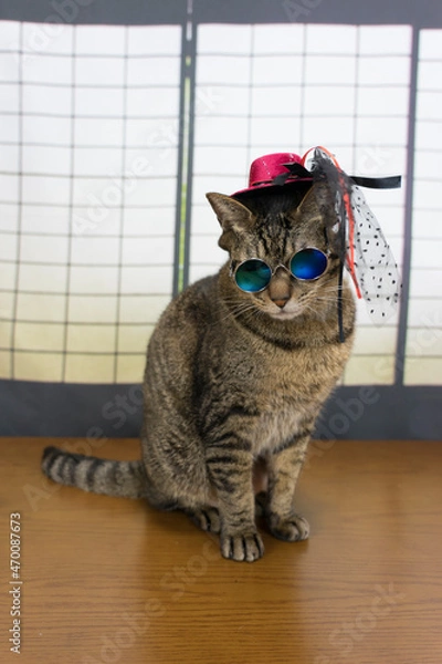 Obraz サングラスをかけたキジトラ猫