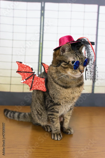Fototapeta 仮装したキジトラ猫