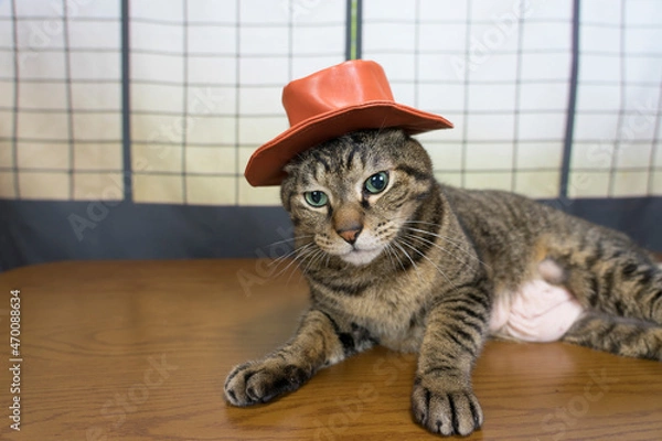 Fototapeta 帽子をかぶったキジトラ猫