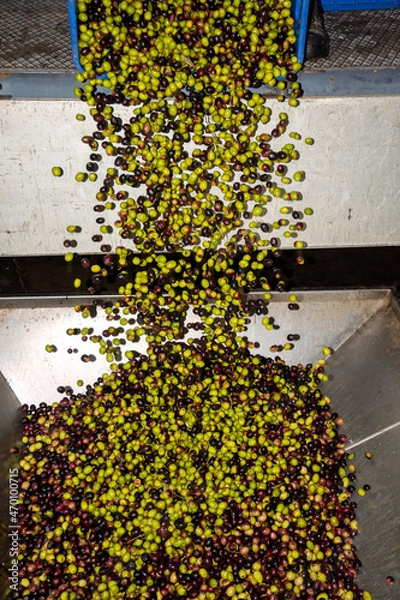 Obraz transformation of olives into oil in an oil mill in greece