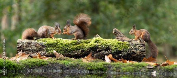 Fototapeta Erasian Red Squirrel - Sciurus vulgaris - three squirrels in a forest eating and drinking