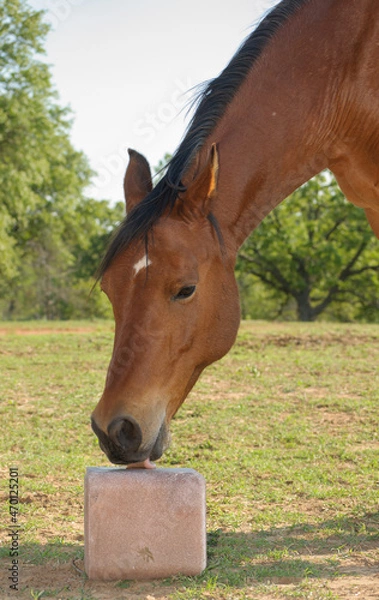 Obraz Bay horse licking a trace mineral block to replenish him with salt and other nutrients; in a green summer pasture